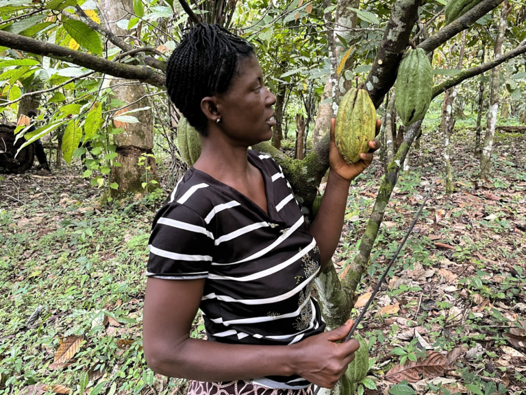 traceable quality cocoa