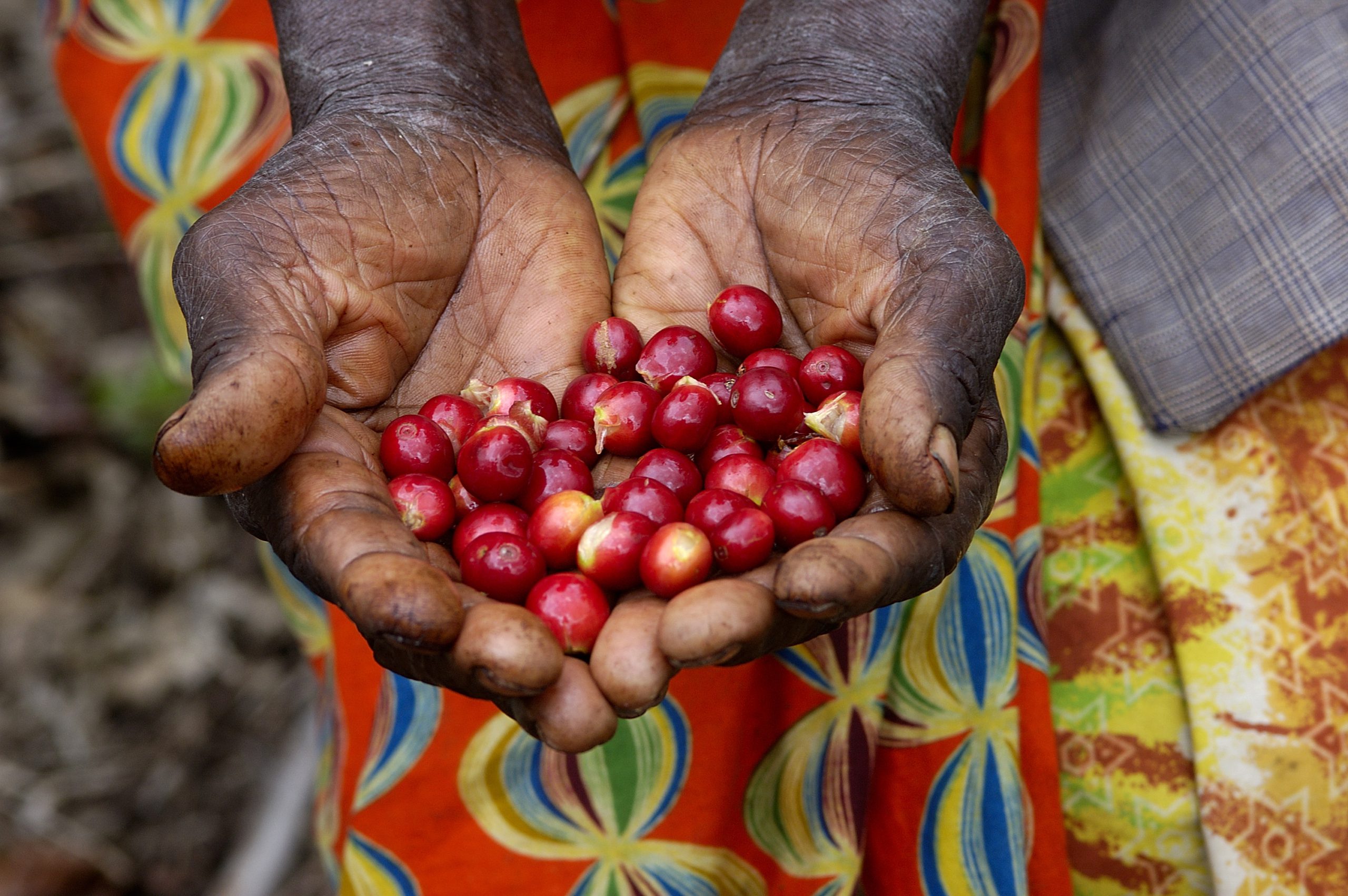 Coffee-Cherries-Hands-Small