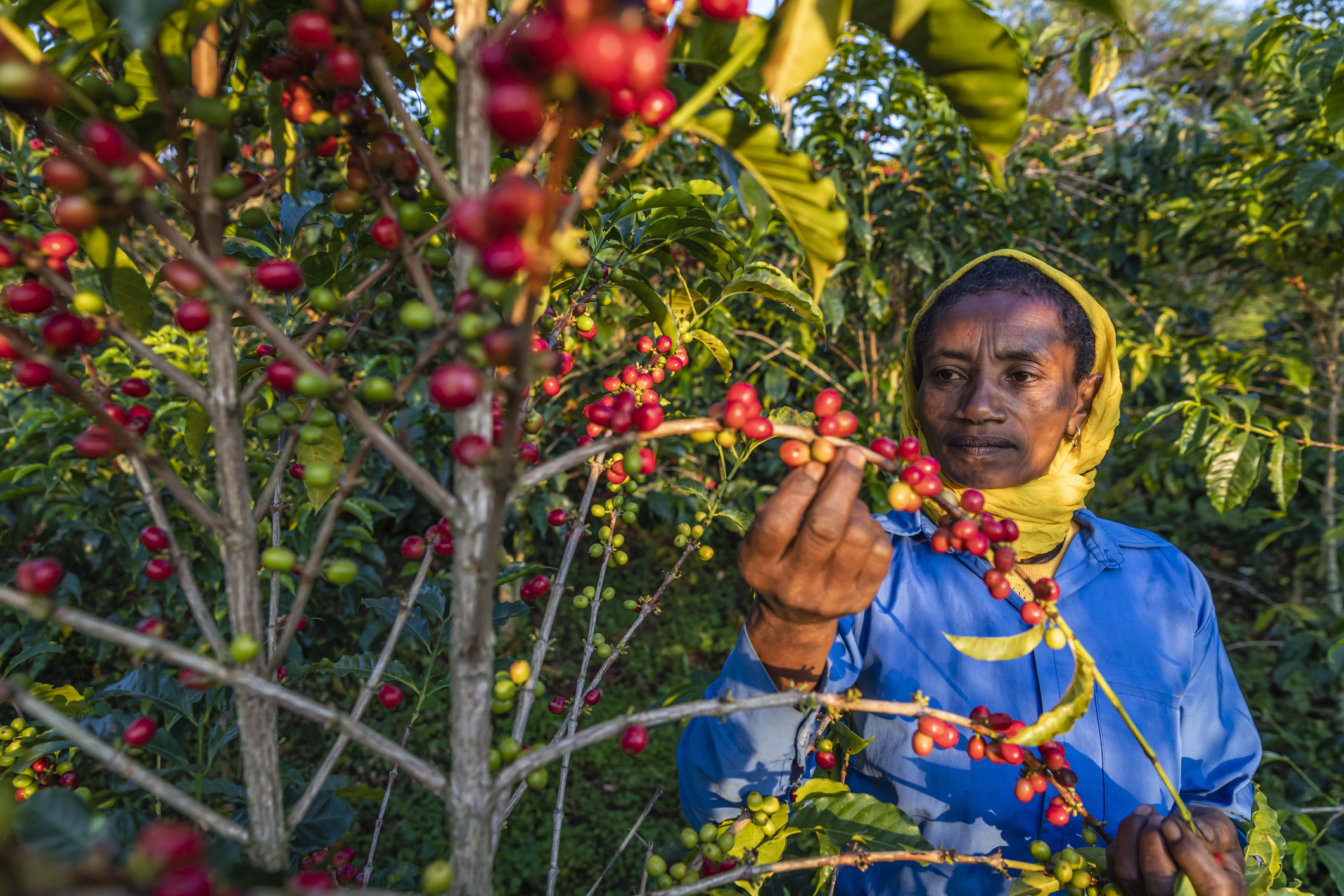 African woman collecting coffee cherries, East Africa