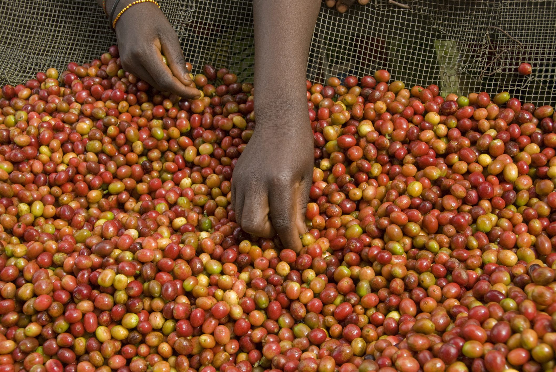 Worker Sorting Coffee Beans