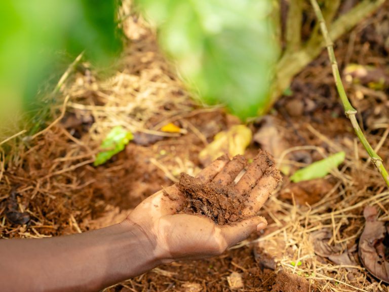 Fairfood, Proteen and Ugacof, with support from Emata, awarded €1.8 million EIT Food grant to bring regenerative and traceable Ugandan coffee to Europe